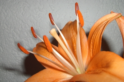orange Lilie