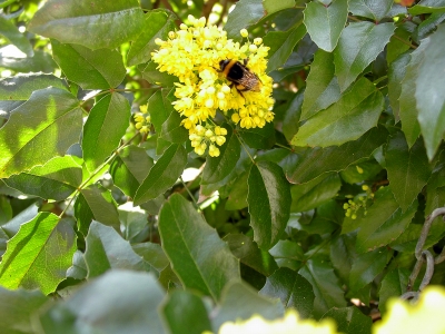 Fleißige Hummel auf Lorbeerblüte