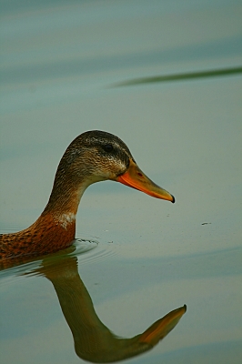 Enten Spiegelung