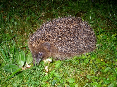 Igel