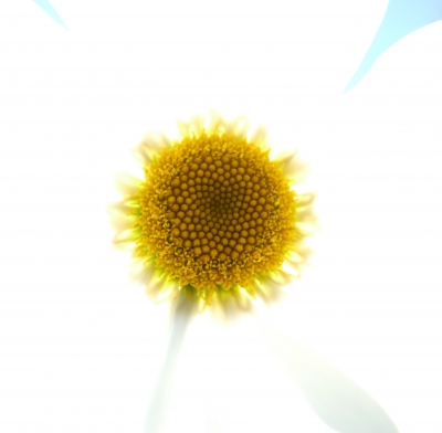 "Sonnen"-Blume 1