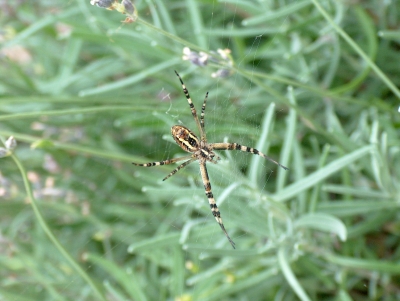 Einwanderer in meinem Garten - Wespenspinne (2) von unten