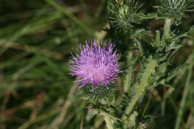 Distel Blume