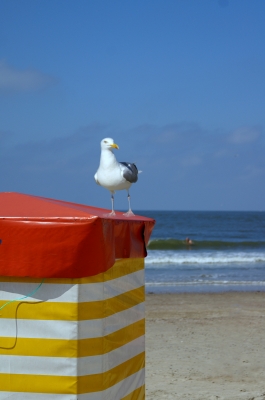 Strandzelt gelb - weiß mit Möve