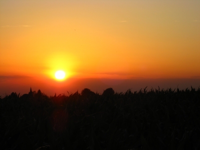 Sonnenuntergang über den Maisfeldern im Bergischen Land