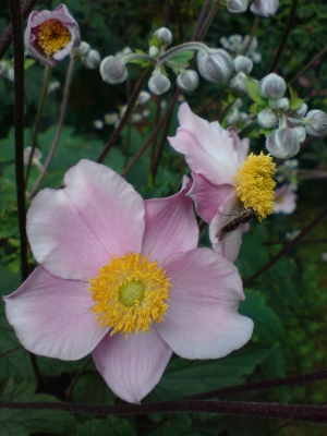 Blumen im Juli