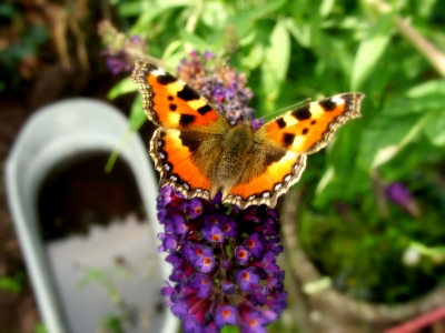 "Danke Schmetterling"