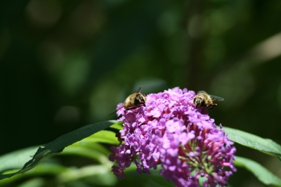 Biene auf einer Blume I