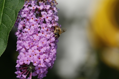 Biene auf einer Blume II