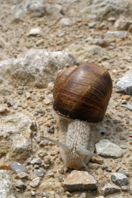 Weinbergschnecke