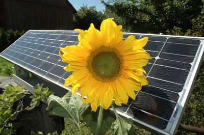 Sonnenblume vor Solarzelle