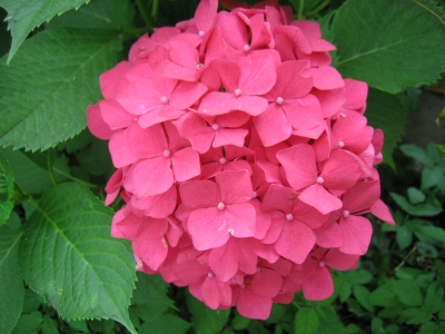 Hortensie am Bodensee