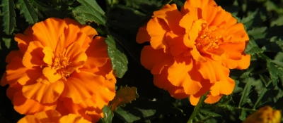 Tagetes