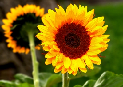 Sonnenblume