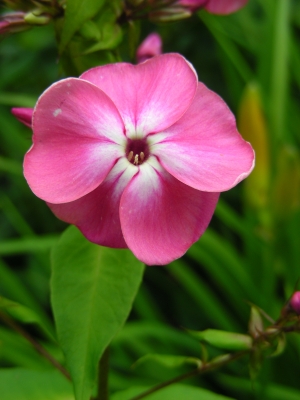 rosa Phlox mit heller Mitte