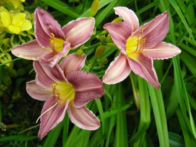 Gruppe von lila Taglilien
