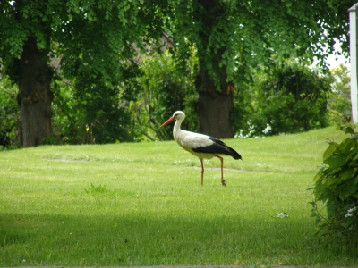 Hier schreitet ein Storch....nicht im Salat ;o)