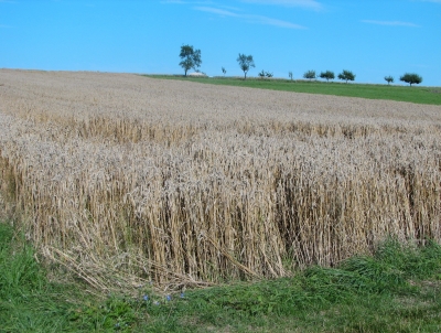 überreifes Weizenfeld