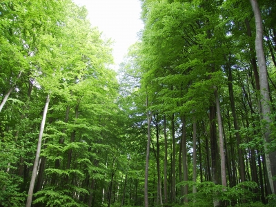Frühlingsgrüner Wald