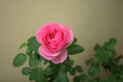Rose Bild 2