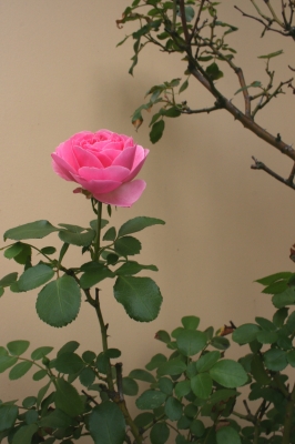 Rose Bild 3