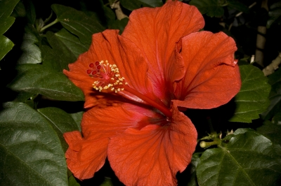 Rote Blume 2
