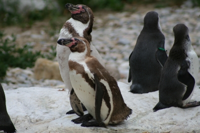 Komische Vögel diese Pinguine