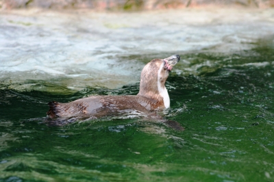 Pinguin im Wasser