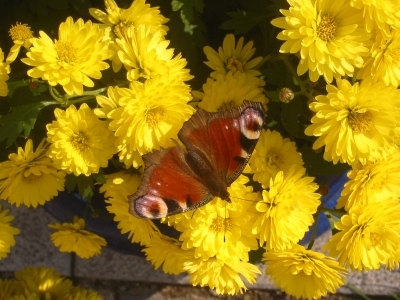 Schmetterling