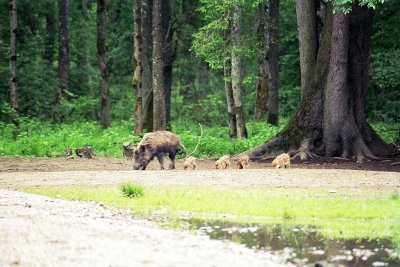 Wildschweinfamilie