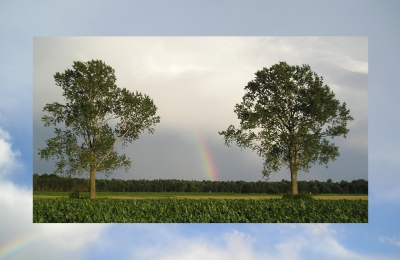 Little Rainbow between two Trees