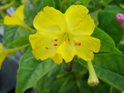 Gelbe Wunderblume