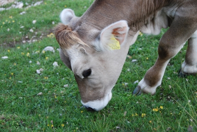 Kuh beim grasen