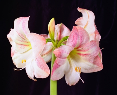 Amaryllis 2