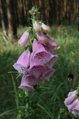 eine satte Hummel