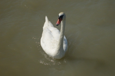 Schwan I