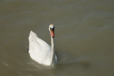 Schwan II