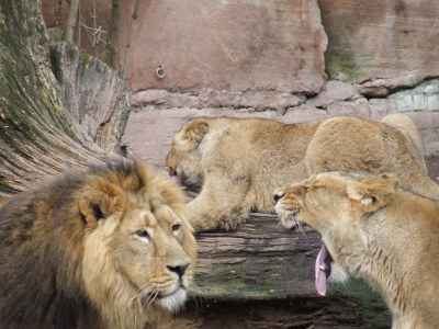 Ehestreit bei Familie Löwe