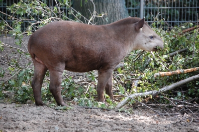 Tapir