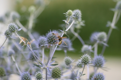 Wespe auf einer Distel