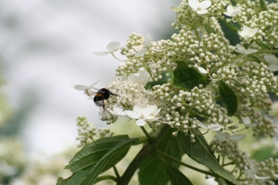 Hummel im Einsatz 1