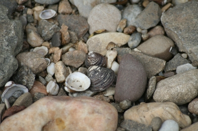 Muscheln und Steine an der Donau