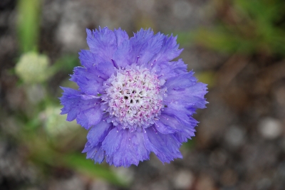 zartblaue Blüte