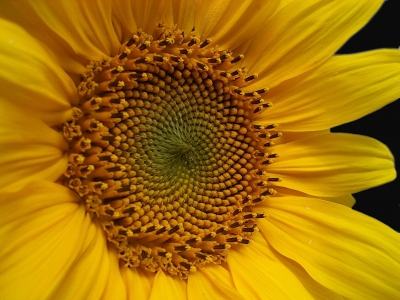 Sonnenblumen-Portrait