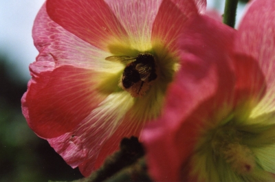 Hummel auf Stockrose