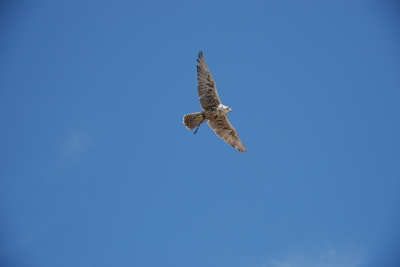 Type Raubvogelklasse