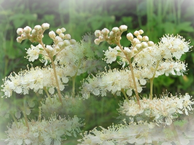 Verwandelte Wiesenkönigin