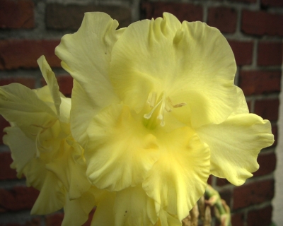 Gelbe Gladiole