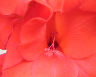 Gladiole Orange Blütenstempel