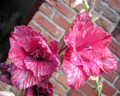 Pinky Grey Gladiole